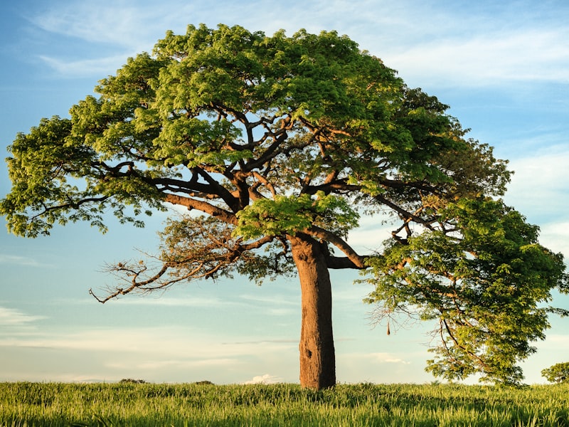 Carbon Credits